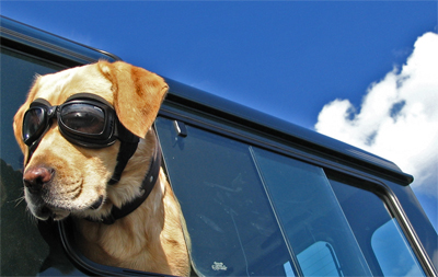 Brillenhund